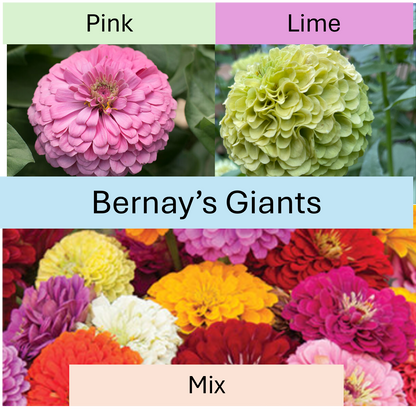 PREORDER:‎ Flower Plant:‎ Zinnia - Benary's Giants