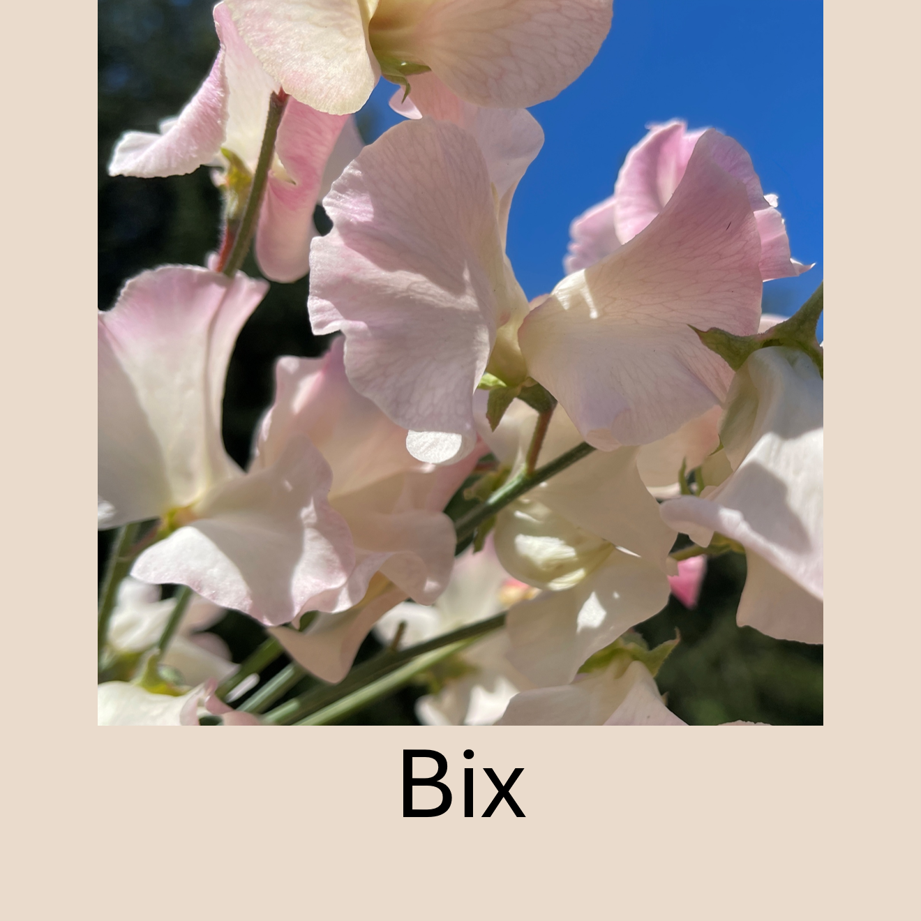 Flower Plant:‎ Sweet Peas - 2 per pot