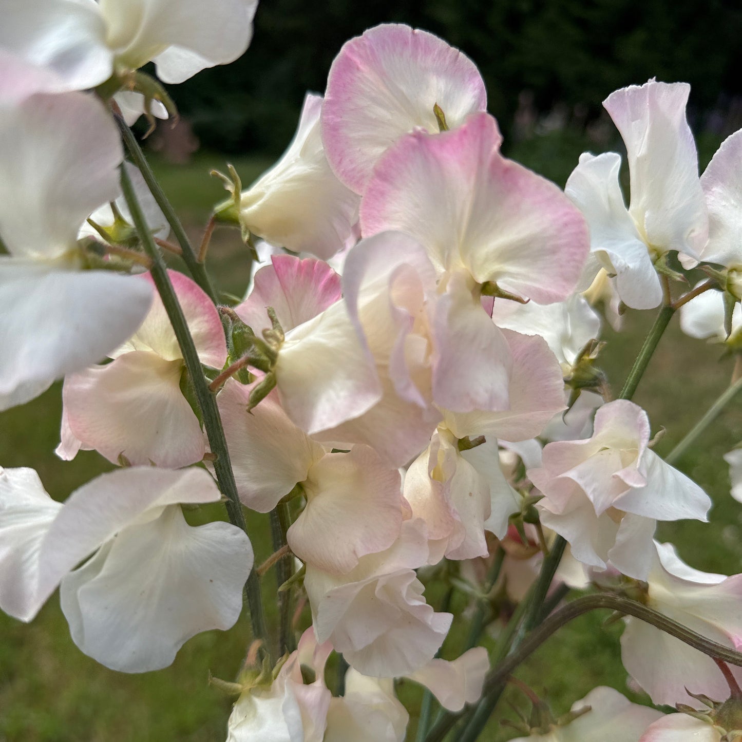 Sweet Peas Bix - Sugar Moon Gardens
