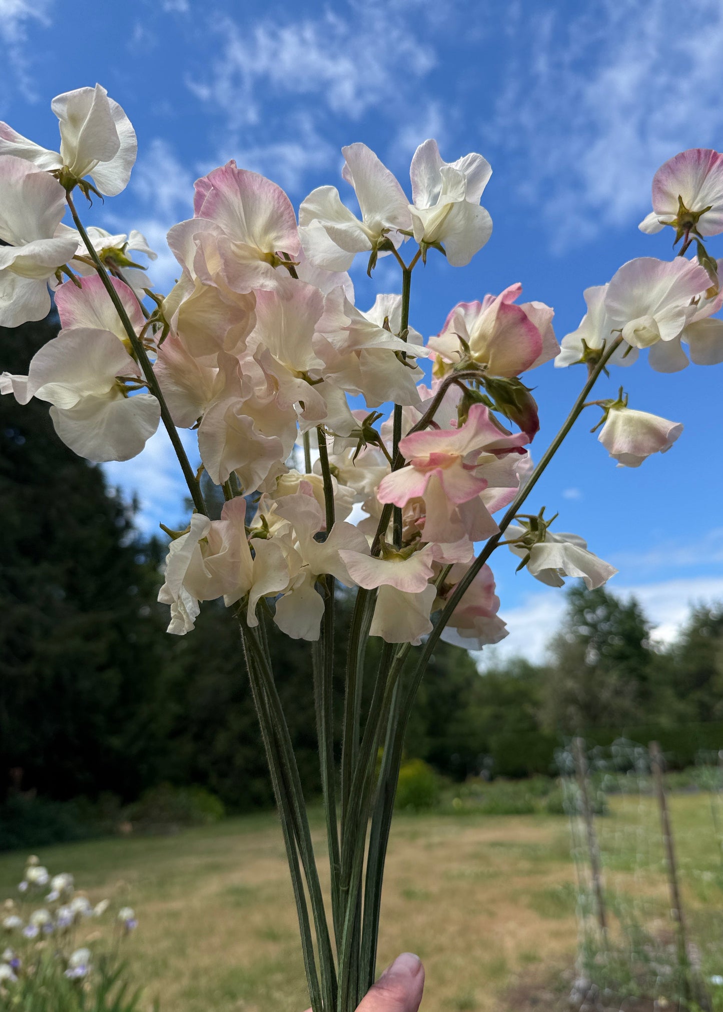 Sweet Peas Bix - Sugar Moon Gardens