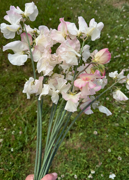 Sweet Peas Bix - Sugar Moon Gardens