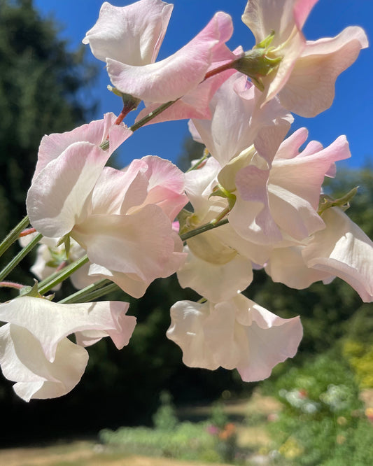 Sweet Pea Seeds: Bix