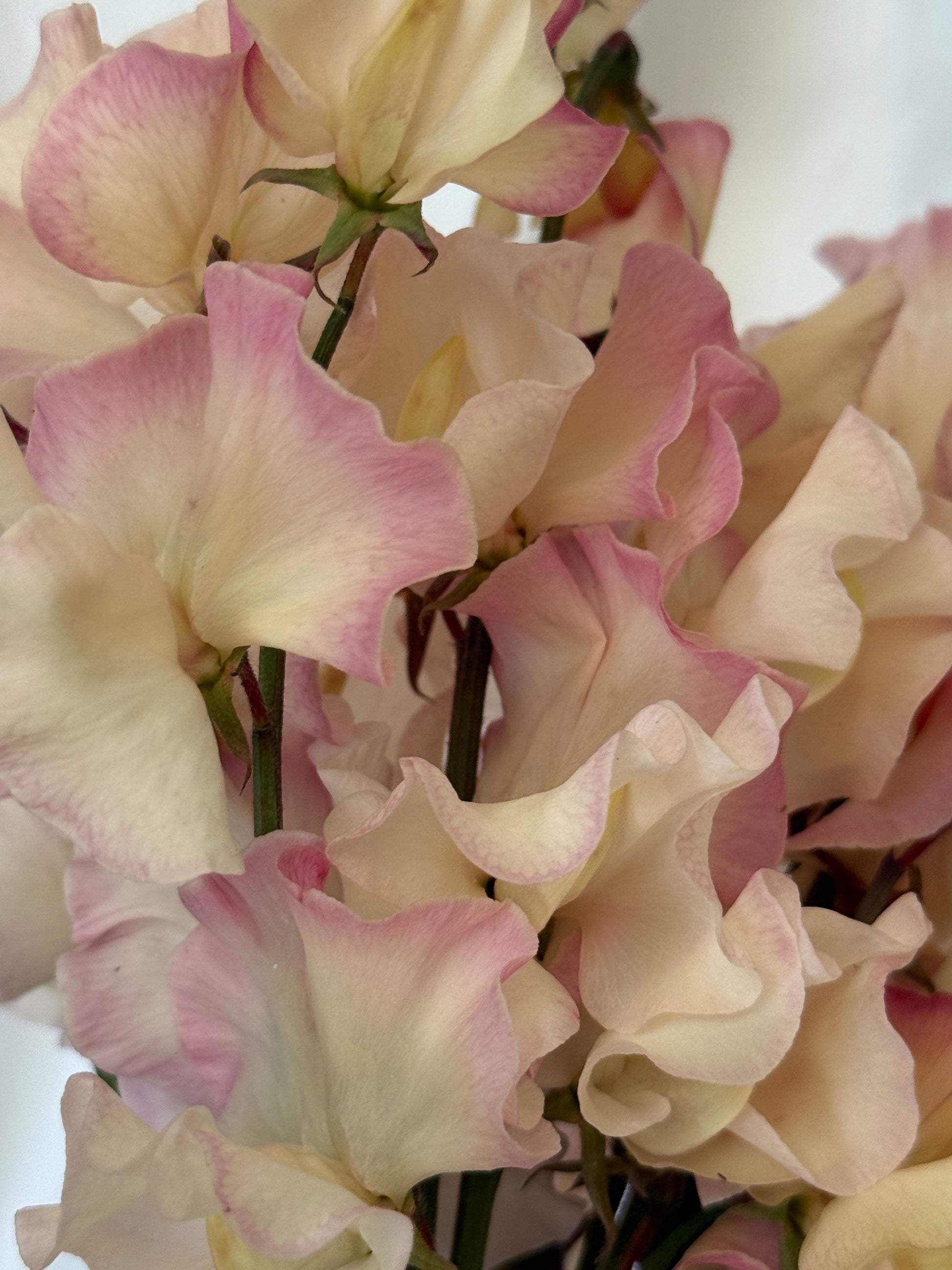 Sweet Peas Bix - Sugar Moon Gardens