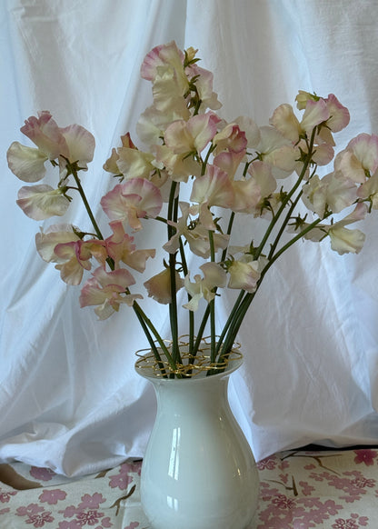 Sweet Peas Bix - Sugar Moon Gardens