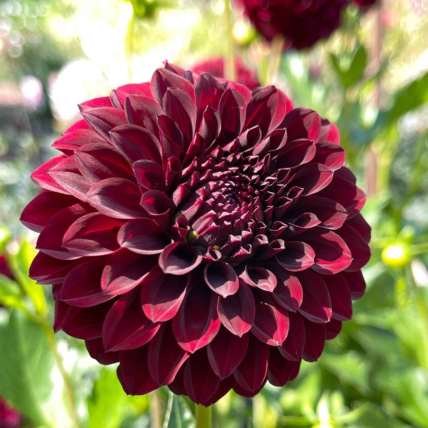 Seeds: Dahlia Mix - Cutting Garden