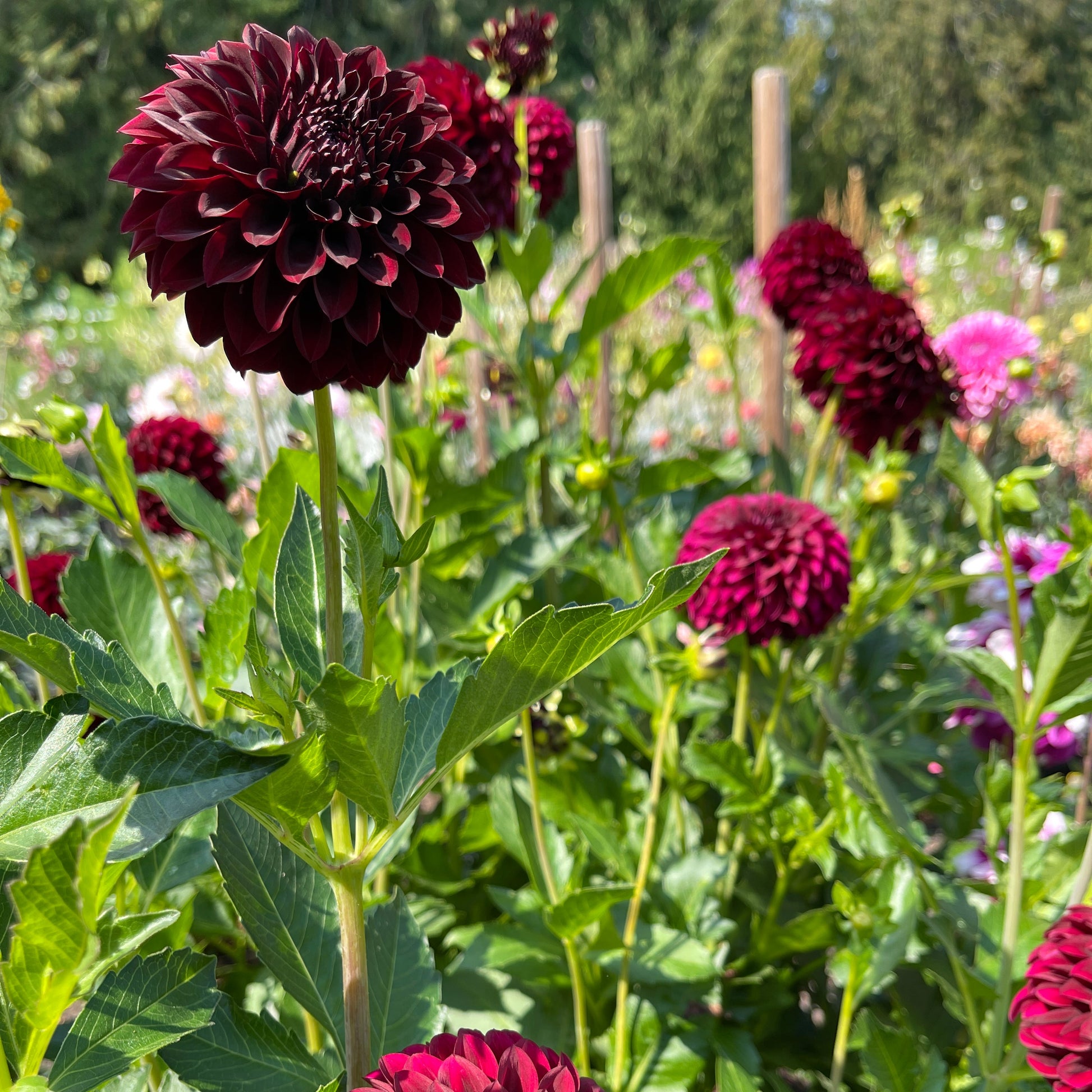 Dahlia Tuber: Black Satin - Sugar Moon Gardens