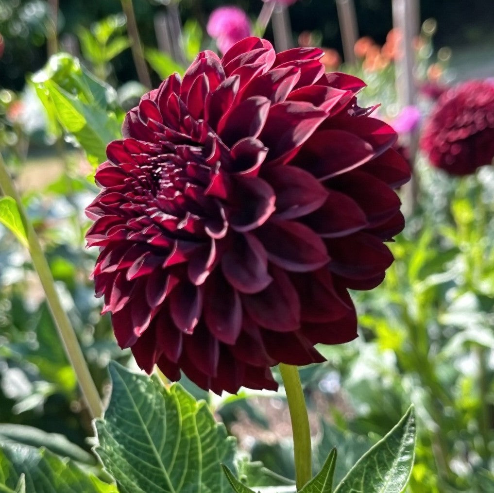 Dahlia Tuber: Black Satin - Sugar Moon Gardens