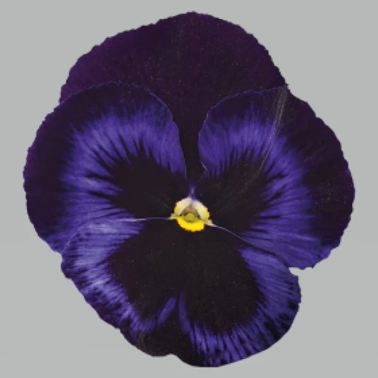 Seeds:‎ Pansy - Blue Velvet - Inspire Plus, Primed