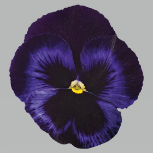 Seeds:‎ Pansy - Blue Velvet - Inspire Plus, Primed