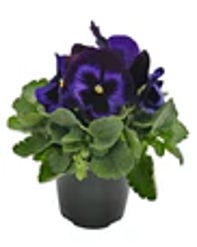 Seeds:‎ Pansy - Blue Velvet - Inspire Plus, Primed