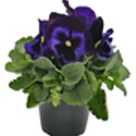 Pansy 6-pack - Sugar Moon Gardens