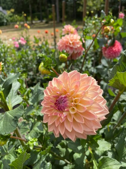 Dahlia Tuber:‎ Bloomquist Alan (limit 1)