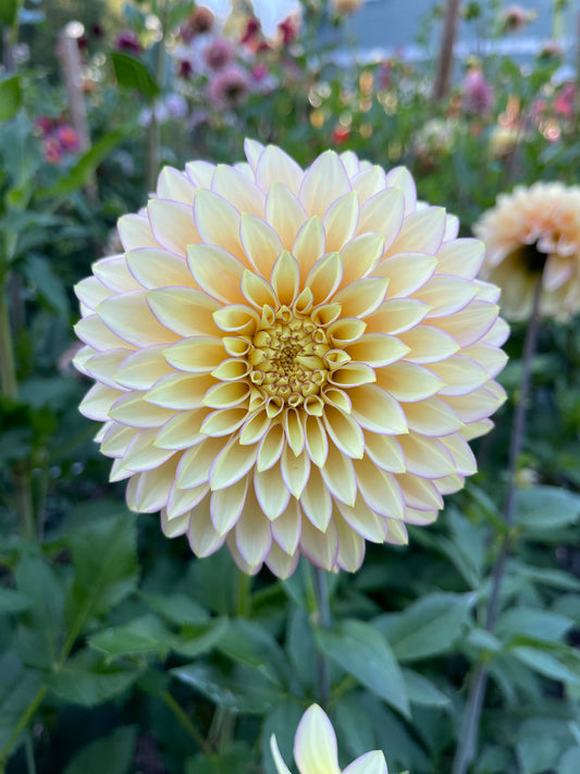 Dahlia Tuber:‎ Bloomquist Blush (limit 1)