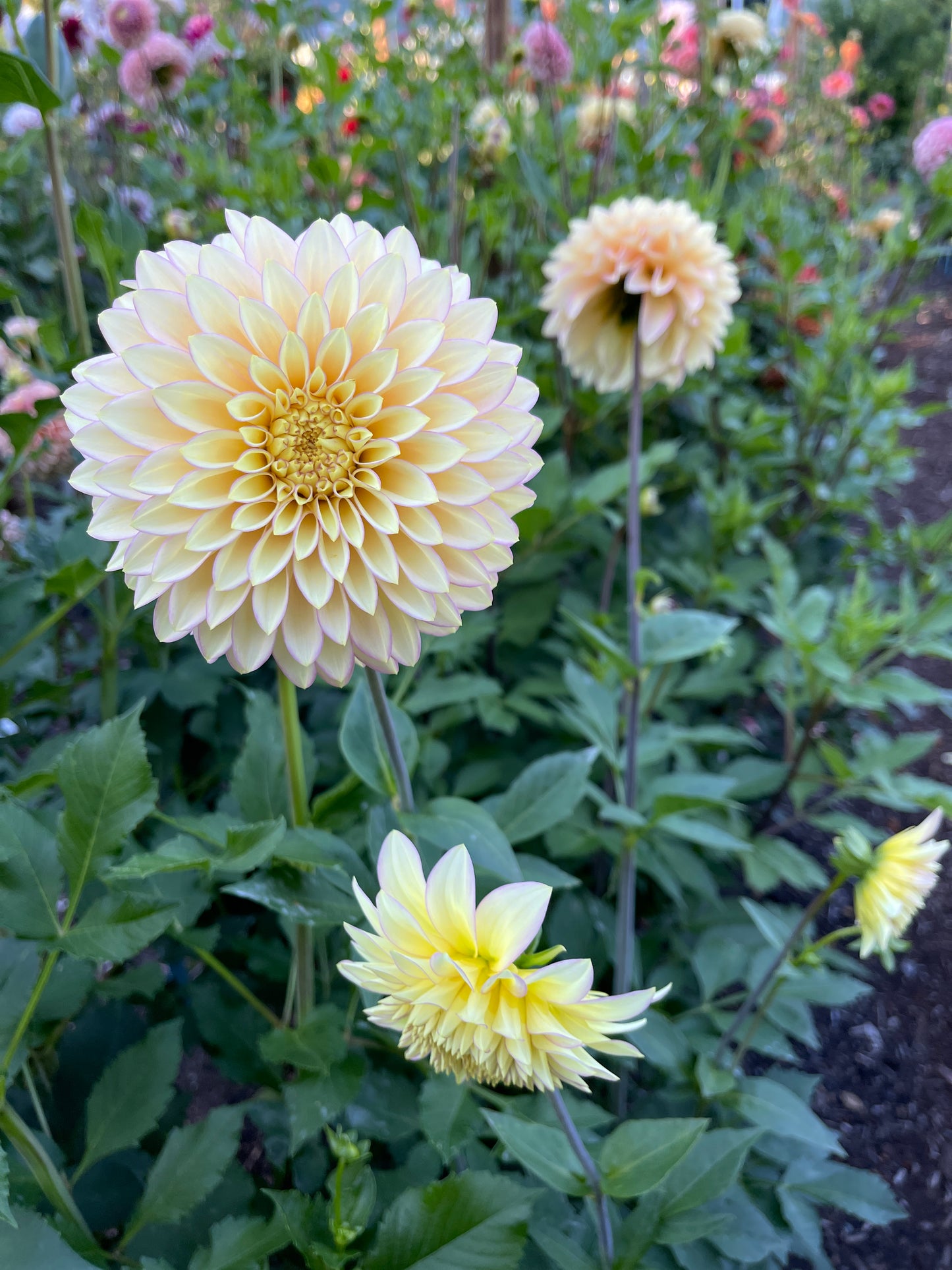 Dahlia Tuber:‎ Bloomquist Blush (limit 1)