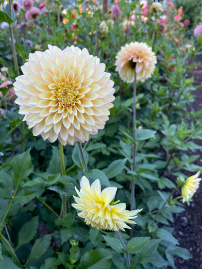 Dahlia Tuber:‎ Bloomquist Blush (limit 1)