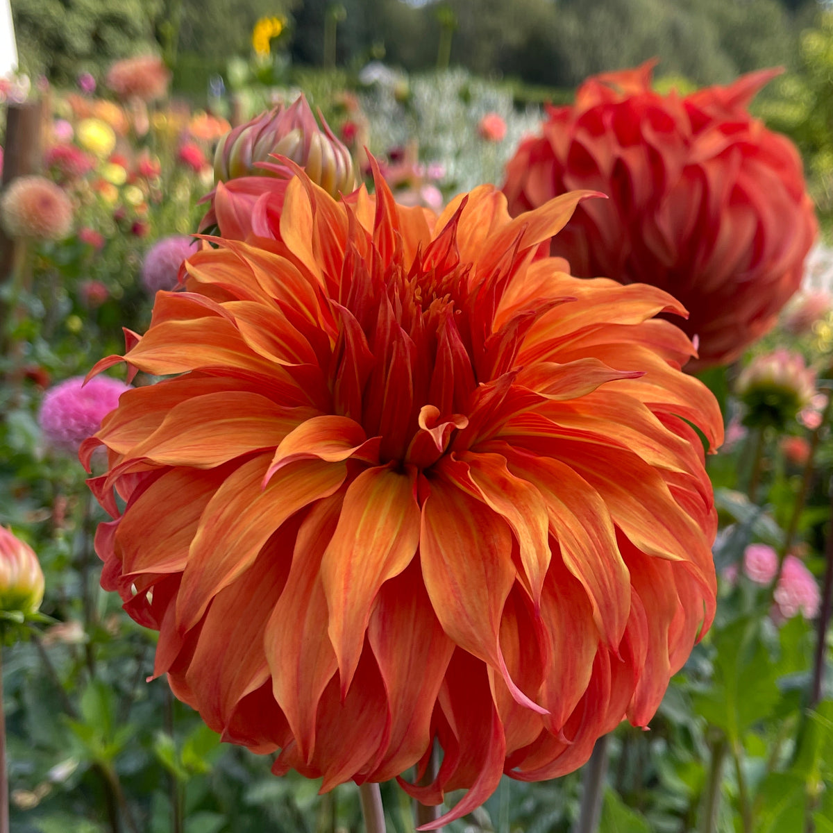 Dahlia Tuber: Bloomquist Jean – Sugar Moon Gardens