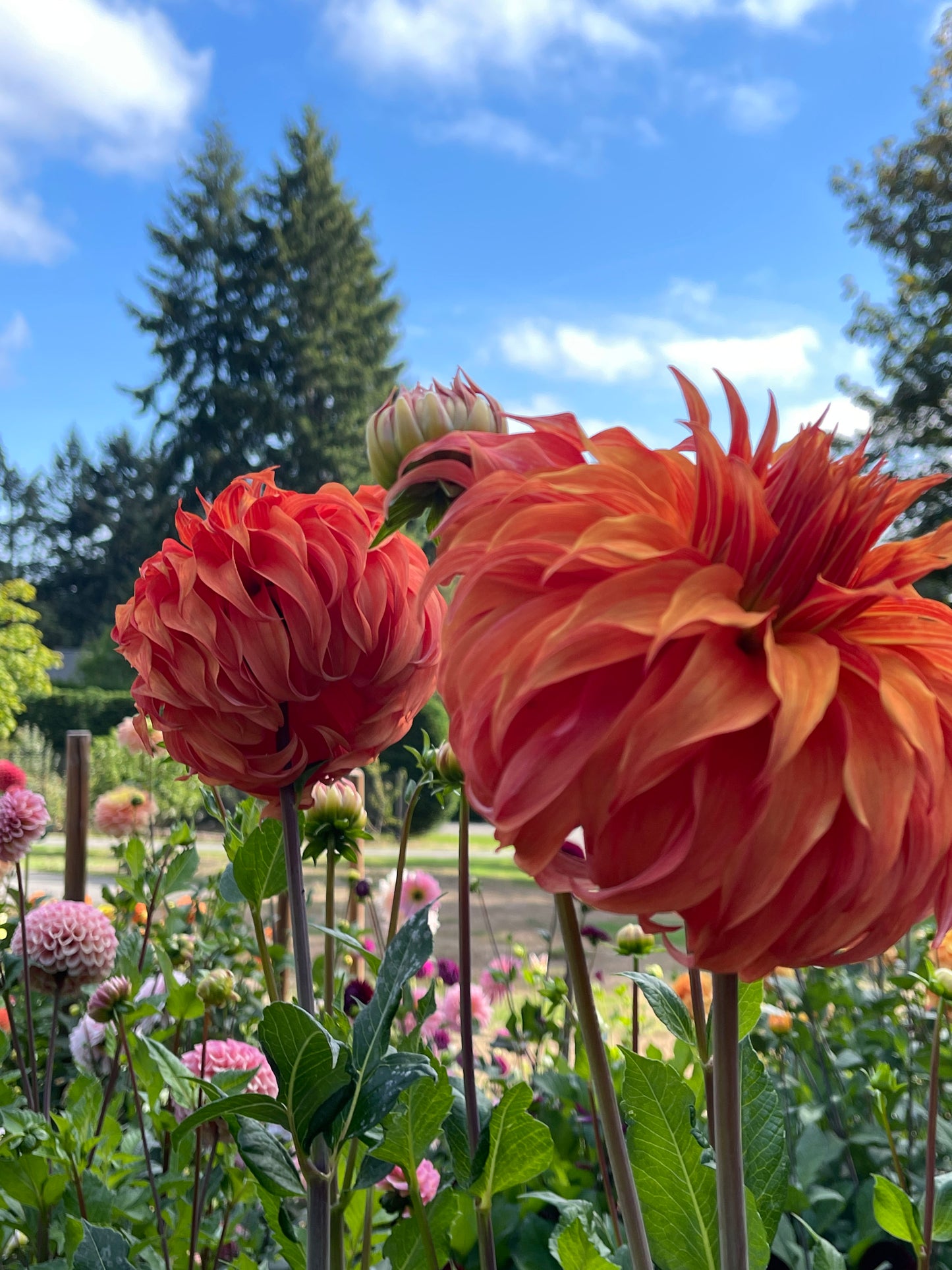 Dahlia Tuber:‎ Bloomquist Jean (limit 1)