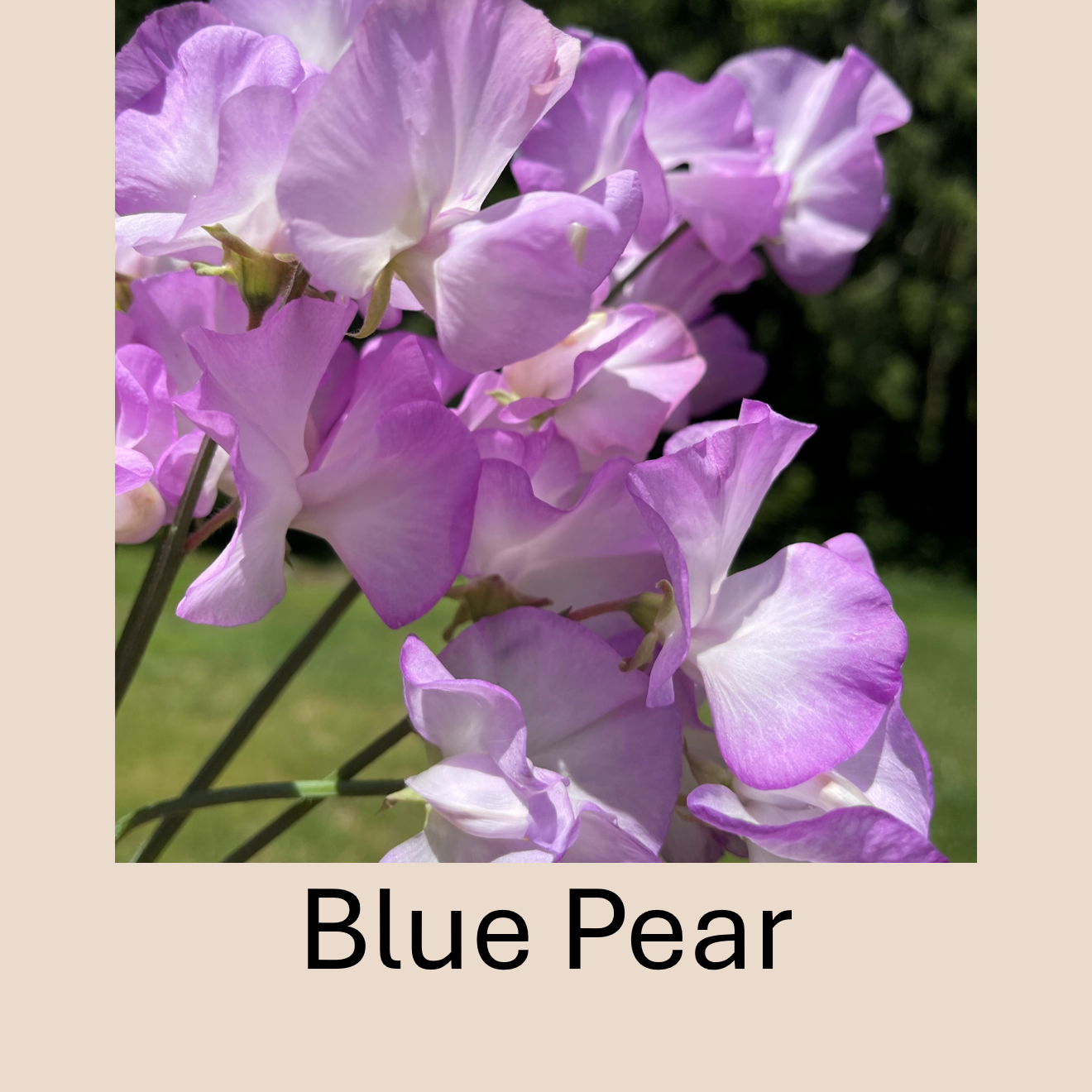 Flower Plant:‎ Sweet Peas - 2 per pot