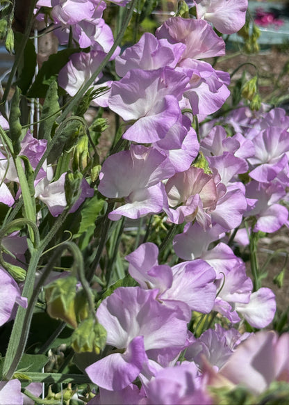 Sweet Pea Blue Pear - Sugar Moon Gardens