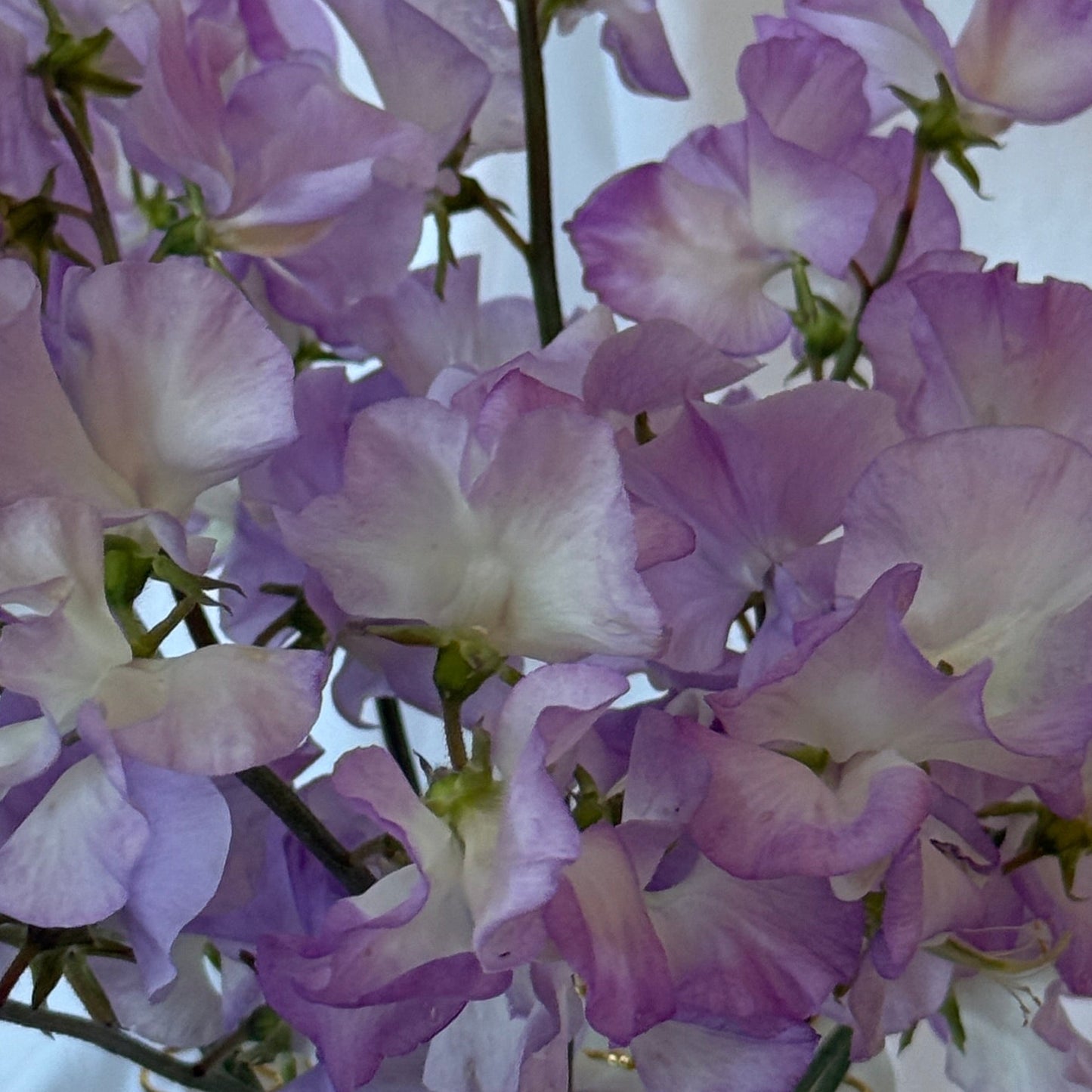 Sweet Pea Blue Pear - Sugar Moon Gardens