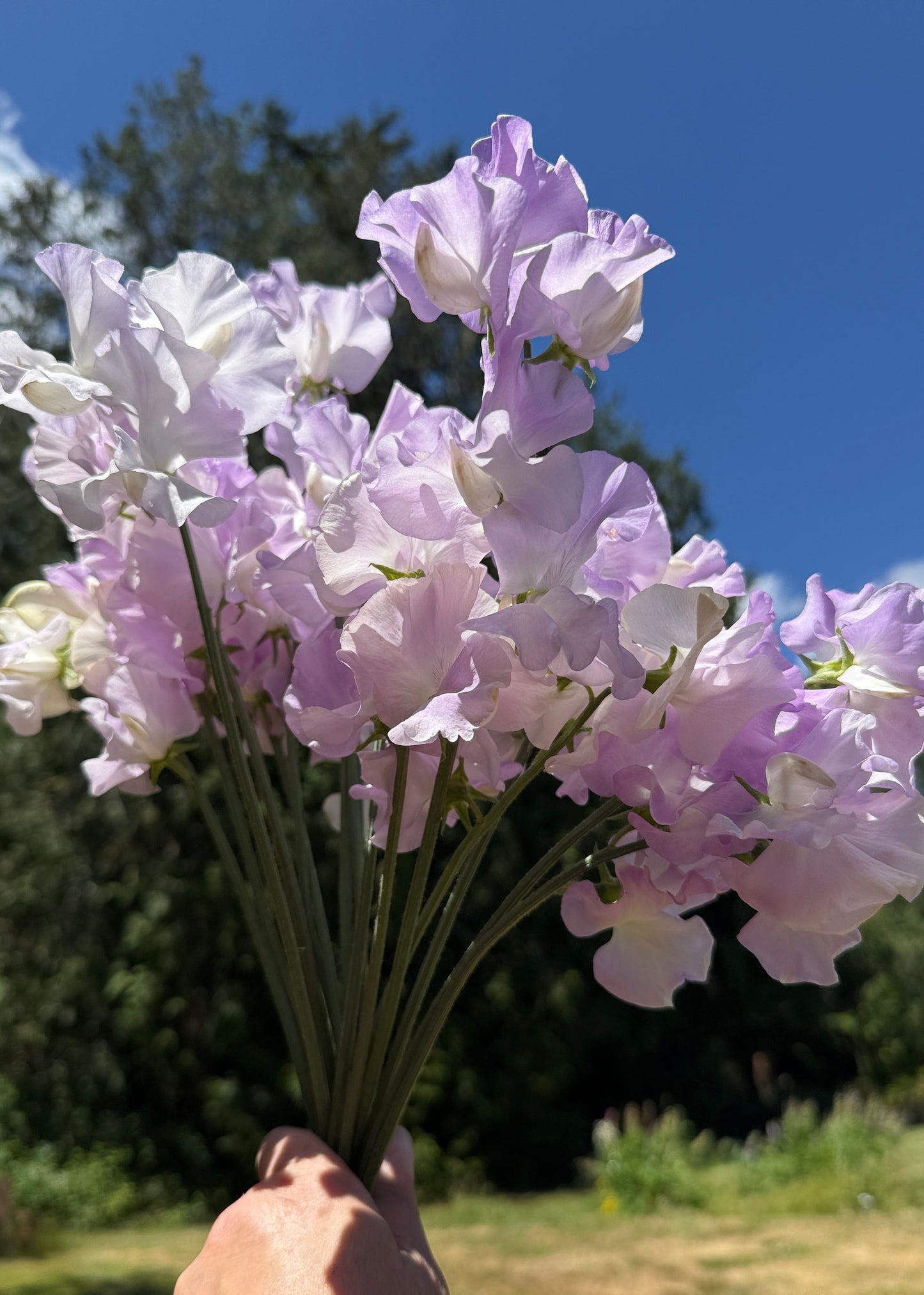Sweet Pea Blue Pear - Sugar Moon Gardens