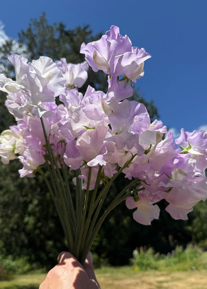 Sweet Pea Blue Pear - Sugar Moon Gardens