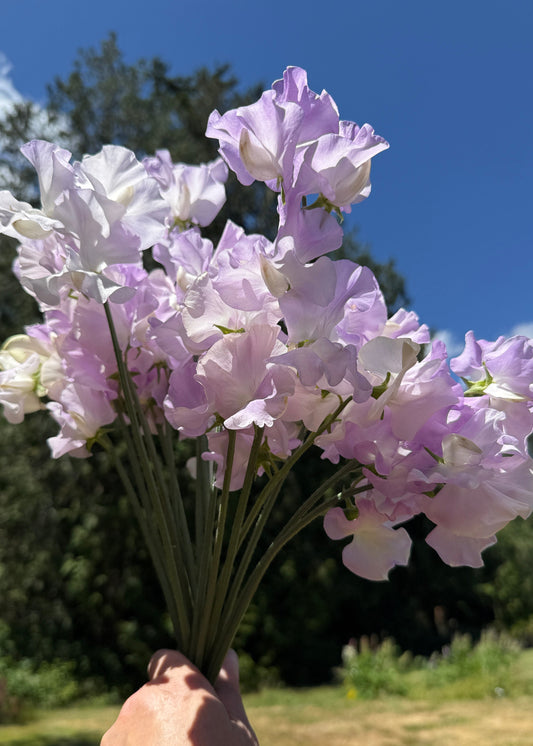 Sweet Pea Blue Pear - Sugar Moon Gardens
