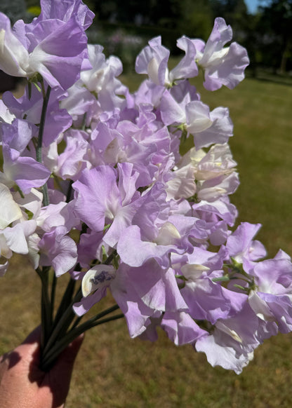 Sweet Pea Blue Pear - Sugar Moon Gardens
