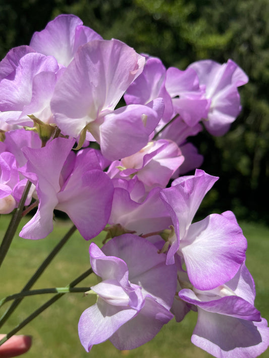 Sweet Pea Seeds: Blue Pear