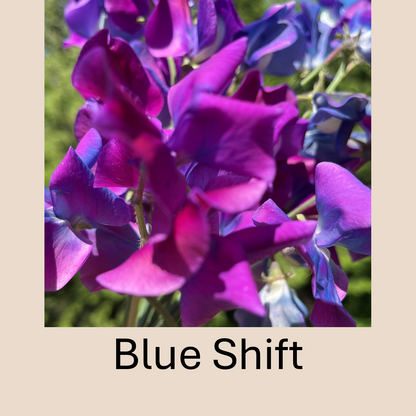 Flower Plant:‎ Sweet Peas - 2 per pot