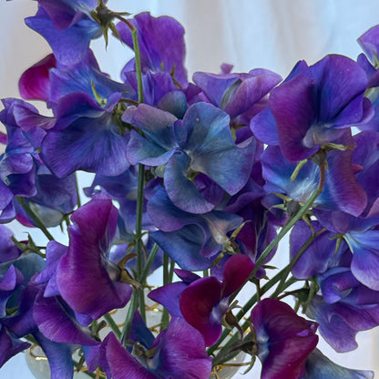 Sweet Pea Seeds: Blue Shift - Sugar Moon Gardens