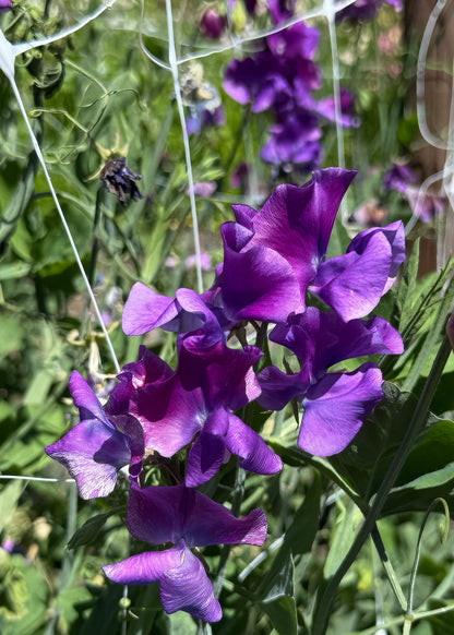 Sweet Pea Seeds: Blue Shift - Sugar Moon Gardens