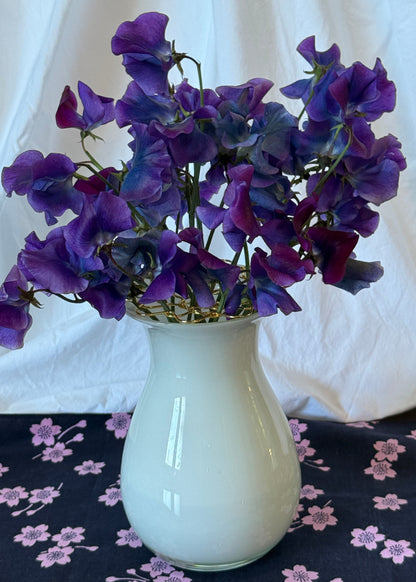 Sweet Pea Seeds: Blue Shift - Sugar Moon Gardens