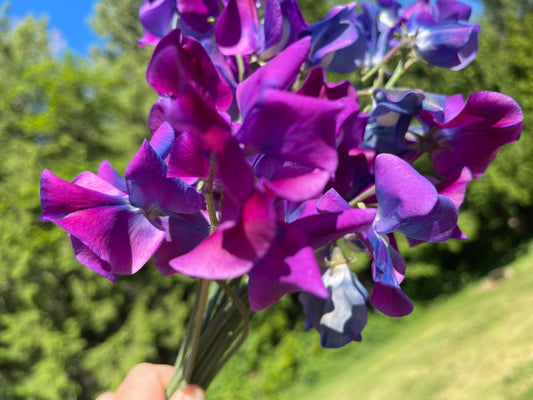 Sweet Pea Seeds: Blue Shift