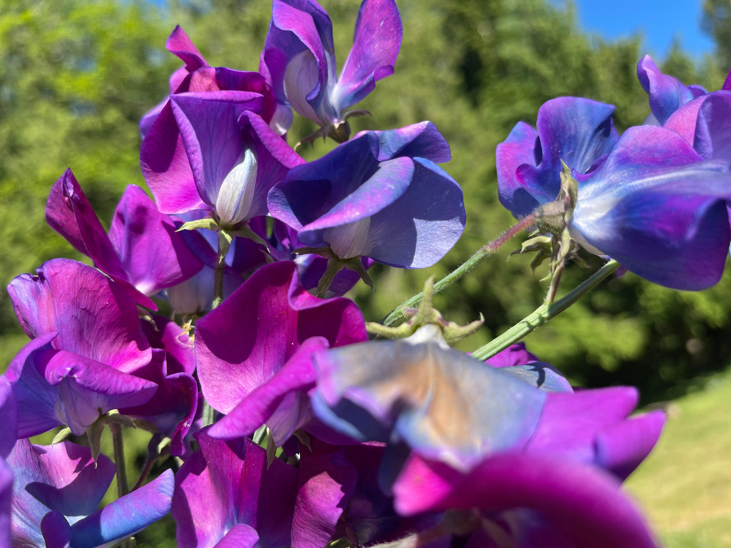 Sweet Pea Seeds: Blue Shift