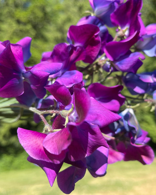Sweet Pea Seeds: Blue Shift