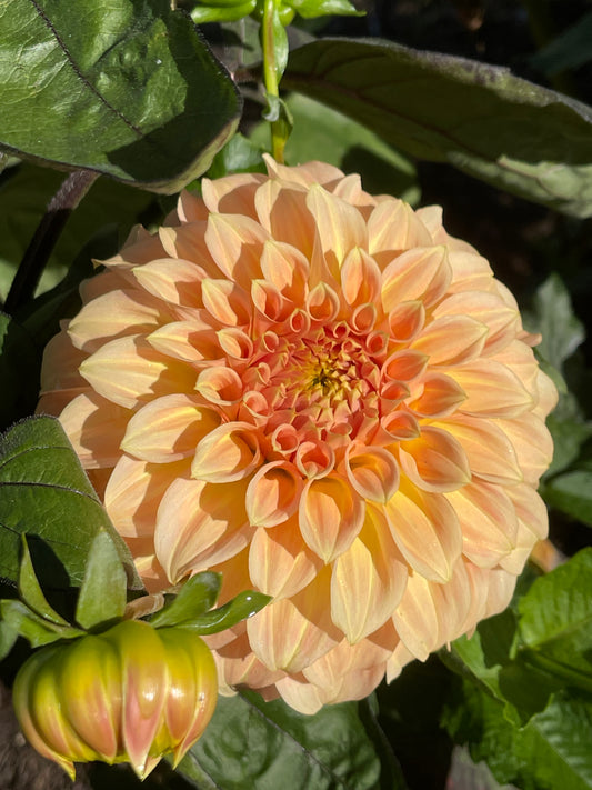 Dahlia Tuber:‎ Bracken Sarah