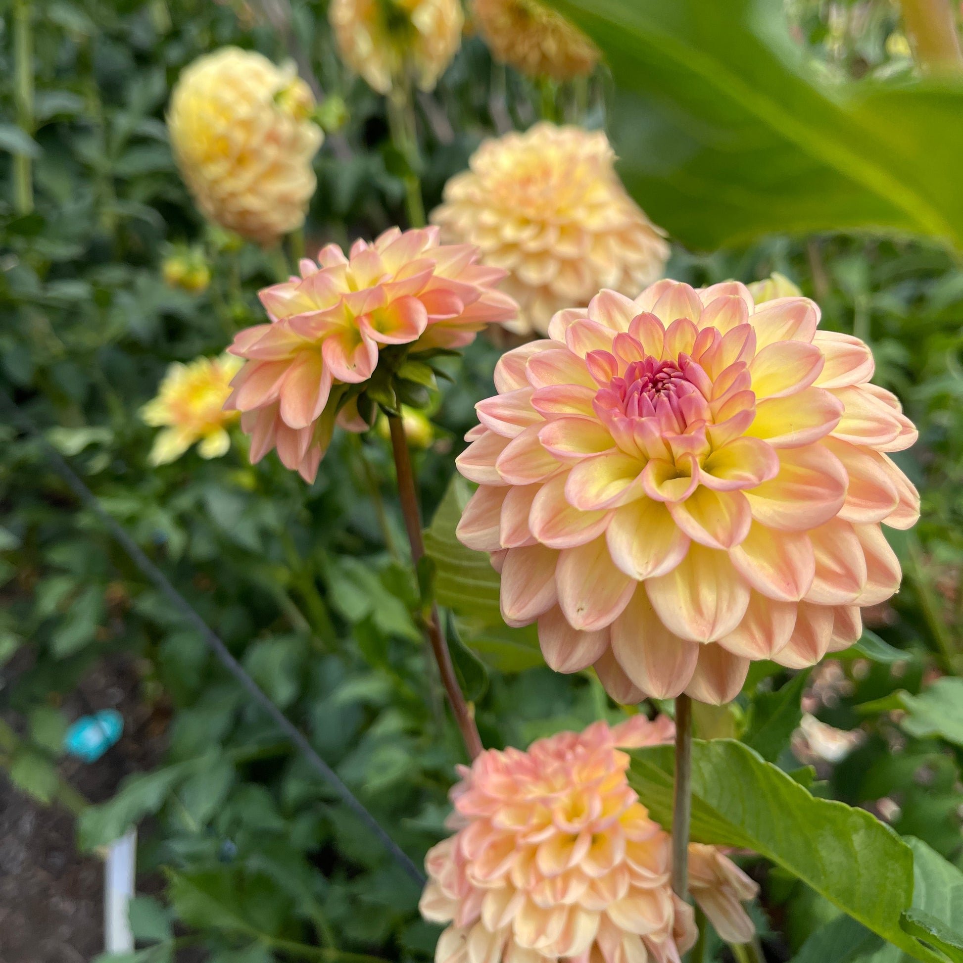 Dahlia Tuber: Bracken Sarah - Sugar Moon Gardens