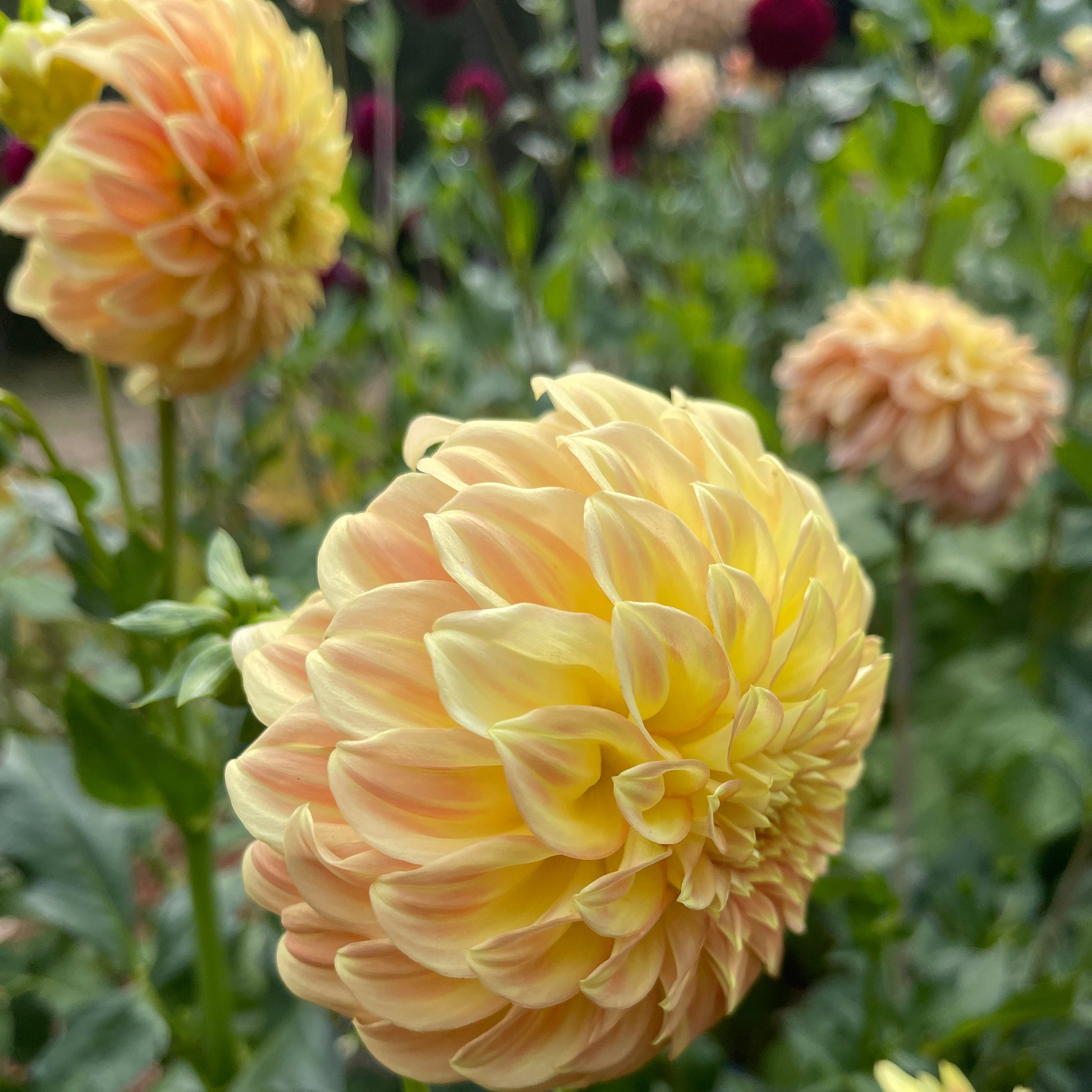 Dahlia Tuber: Bracken Sarah - Sugar Moon Gardens