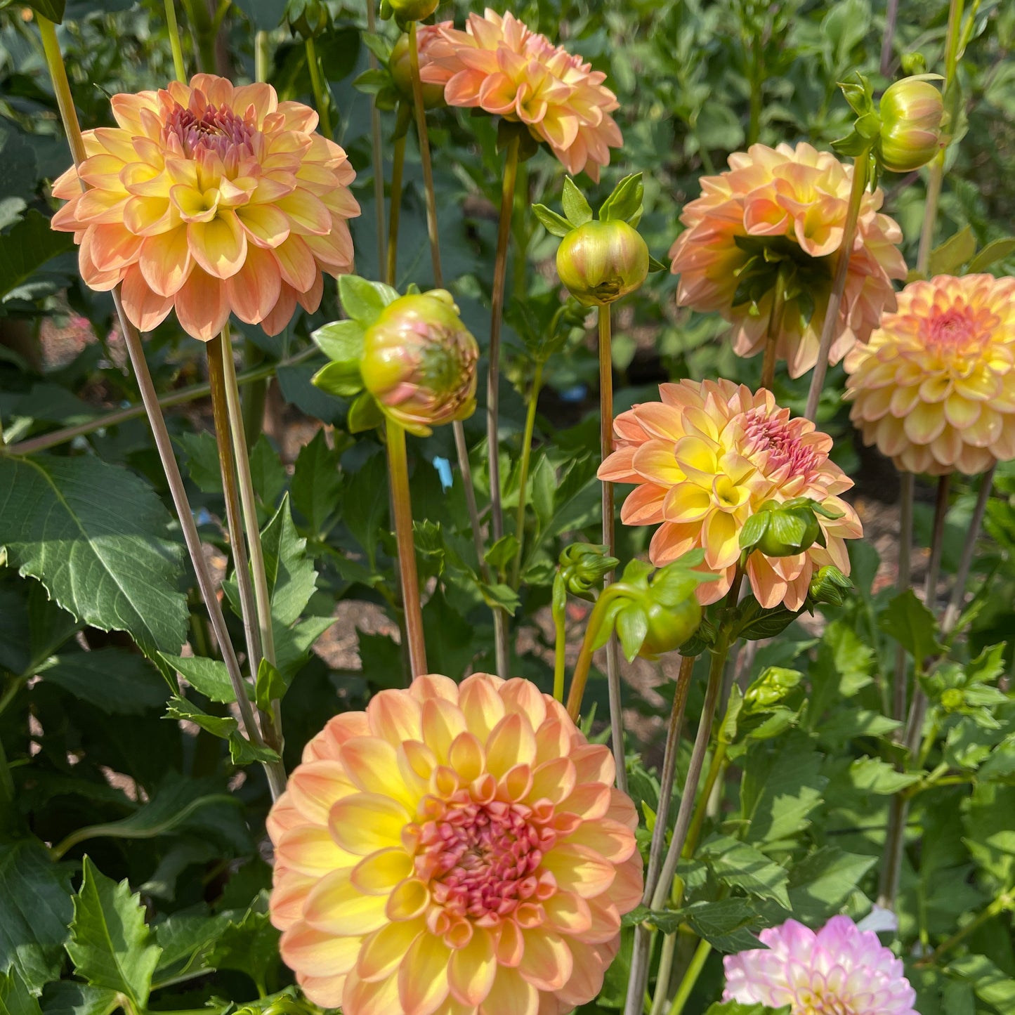 Dahlia Tuber: Bracken Sarah - Sugar Moon Gardens