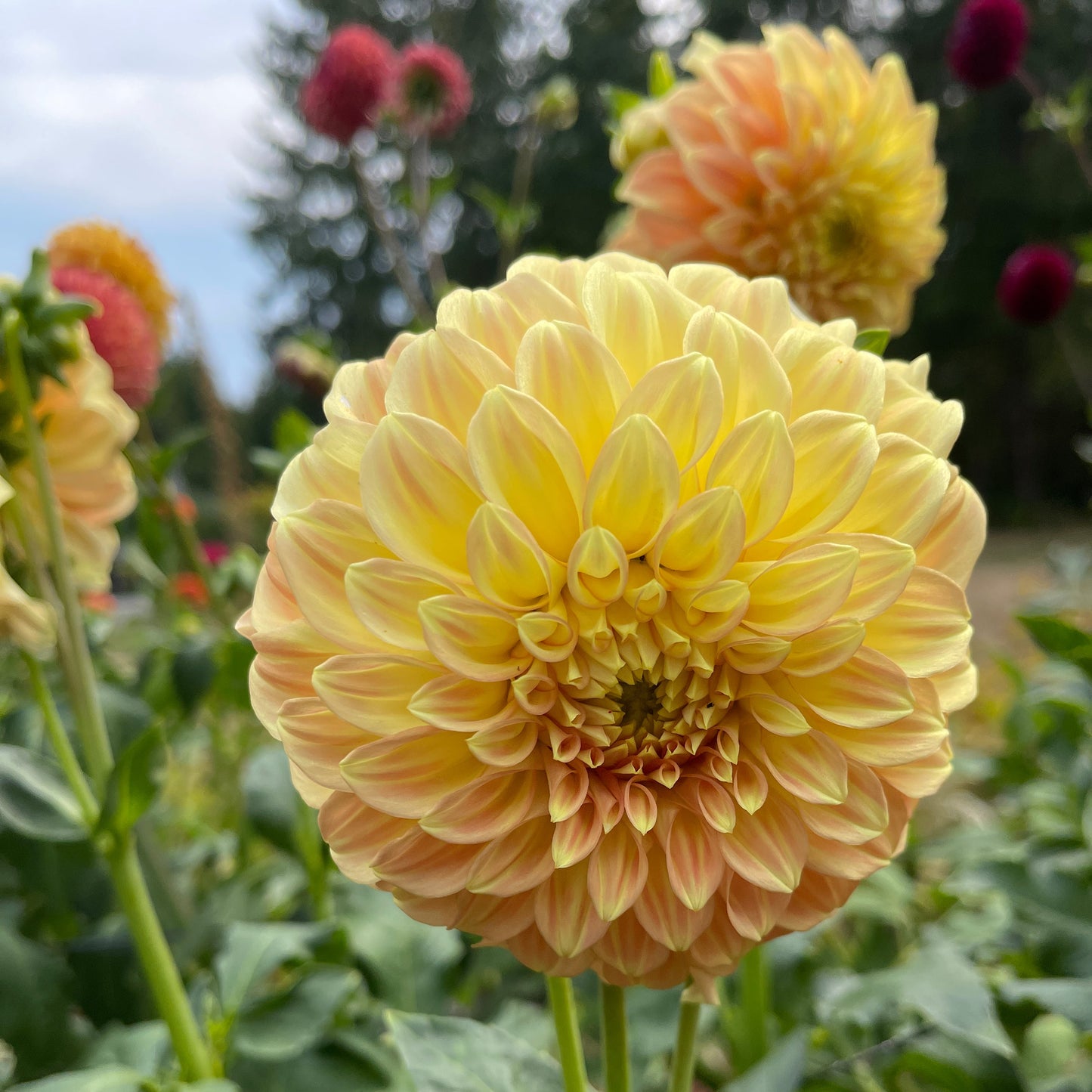 Dahlia Tuber: Bracken Sarah - Sugar Moon Gardens