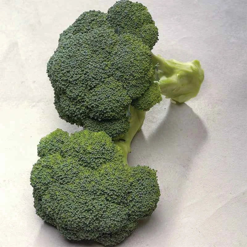 Veg Plant: Broccoli seedlings