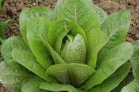 Veg Plant: Lettuce seedlings
