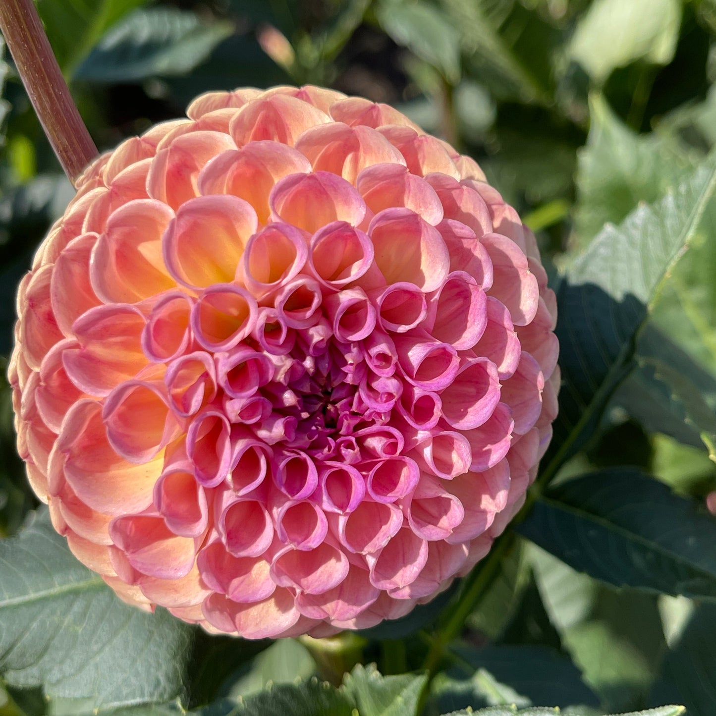 Dahlia Tuber: Burfoot Pasta - Sugar Moon Gardens