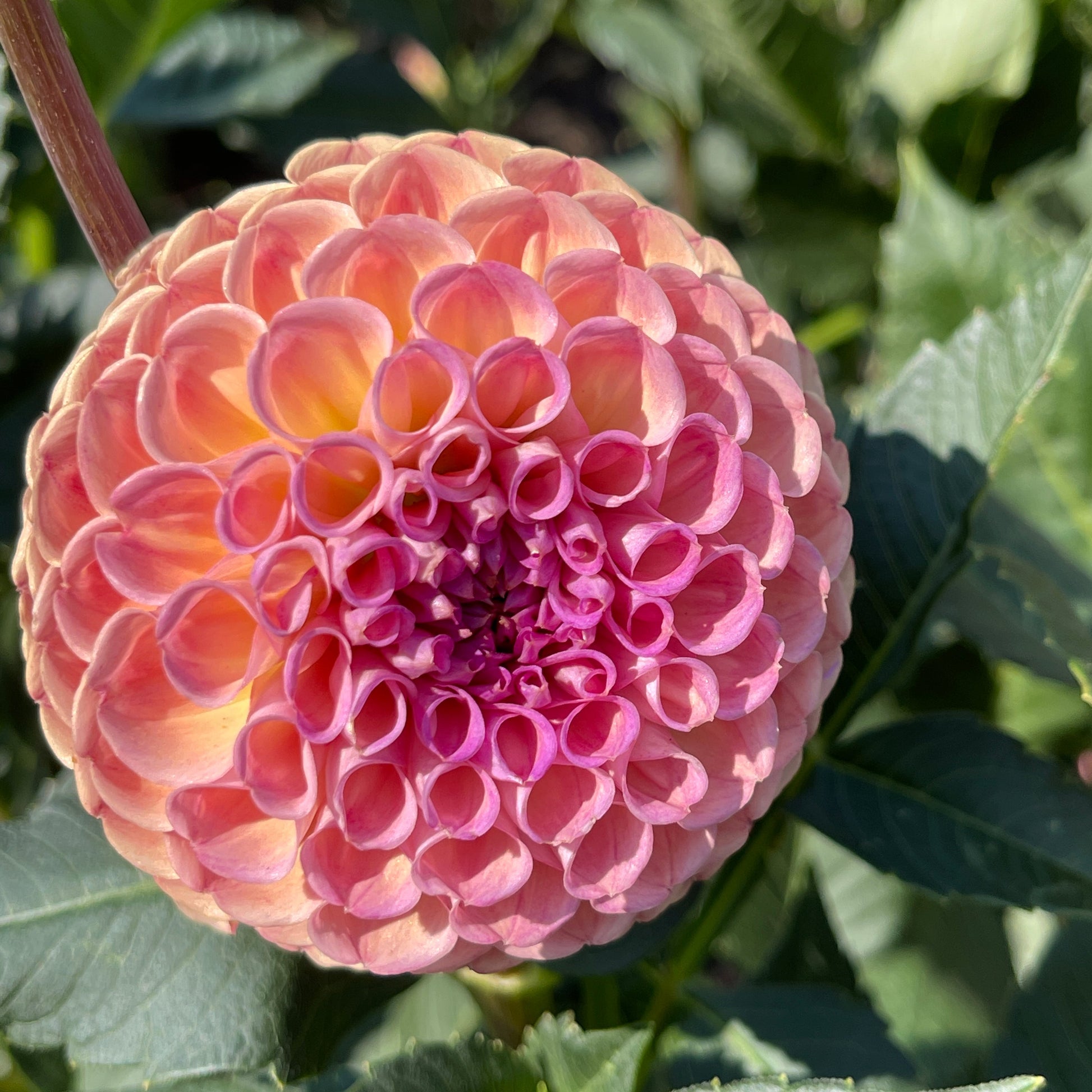 Dahlia Tuber: Burfoot Pasta - Sugar Moon Gardens