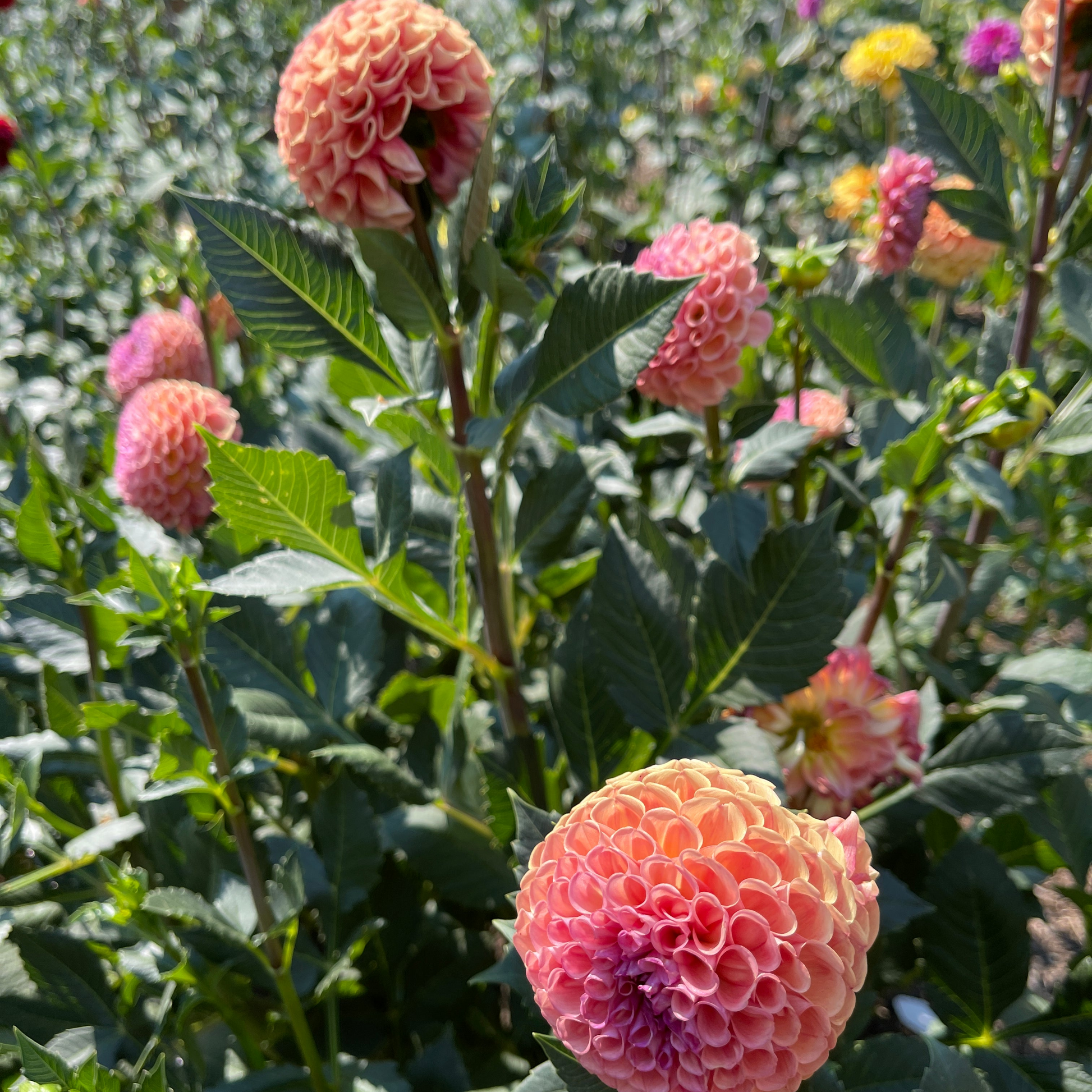 Dahlia Tuber: Burfoot Pasta - Sugar Moon Gardens