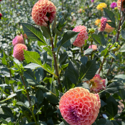 Dahlia Tuber: Burfoot Pasta - Sugar Moon Gardens