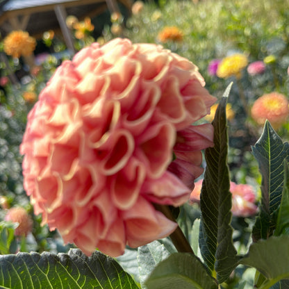 Dahlia Tuber: Burfoot Pasta - Sugar Moon Gardens