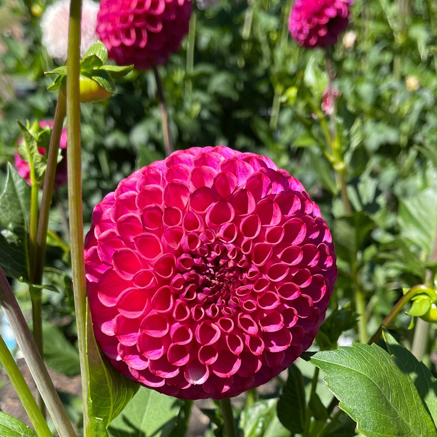 Seeds: Dahlia Mix - Balls