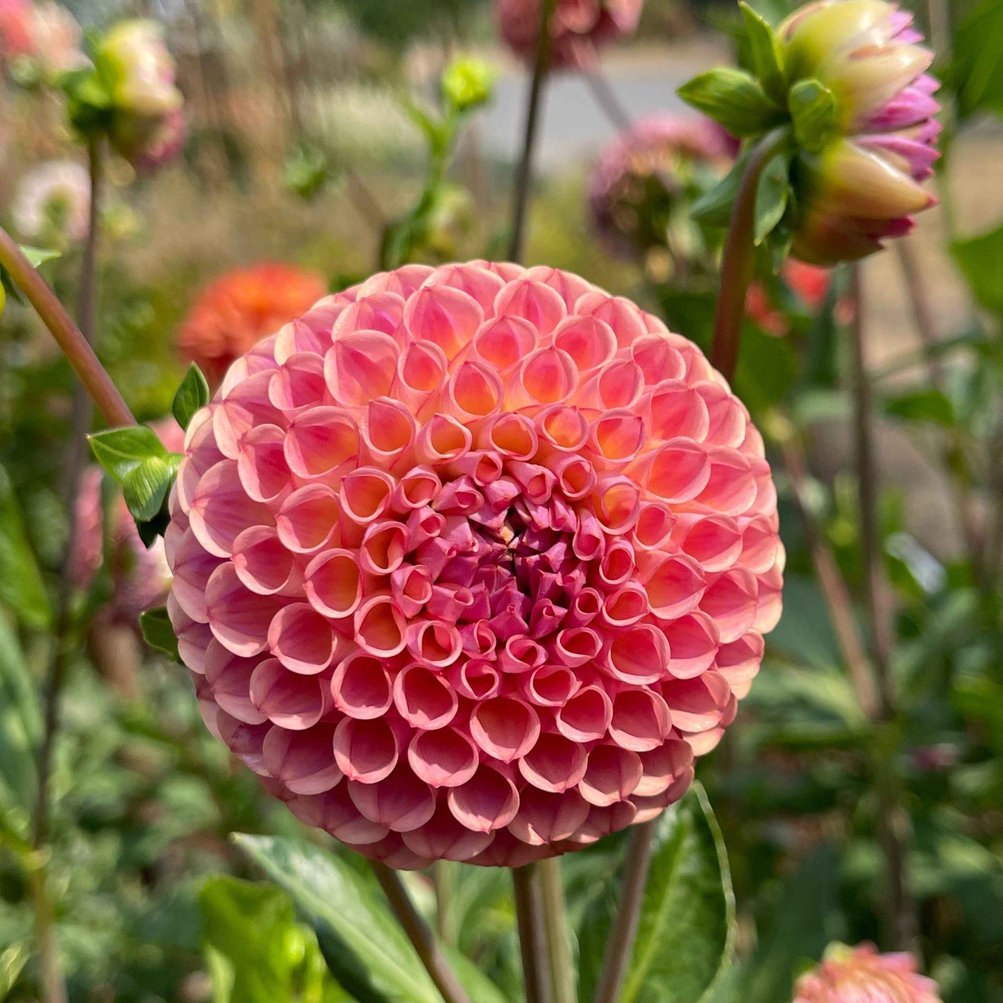 Seeds: Dahlia Mix - Balls